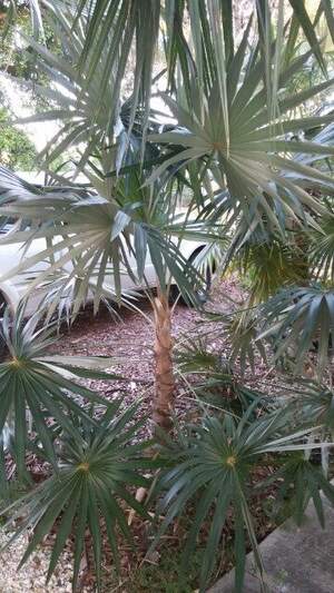 Кубинська серебриста пальма - Coccothrinax acuminata