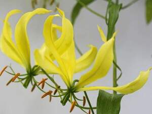 Глоріоза розкішна жовта - Gloriosa superba 'Yellow'