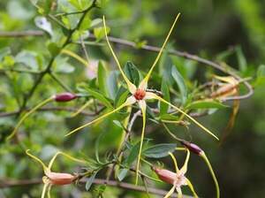 Квітка - штопор, Strophanthus gerrardii