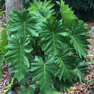 Філодендрон надрізаний,  Лацерум - Philodendron lacerum